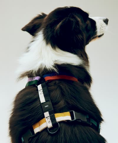 The striped harness I pulled from hay.com, kept as a product reference